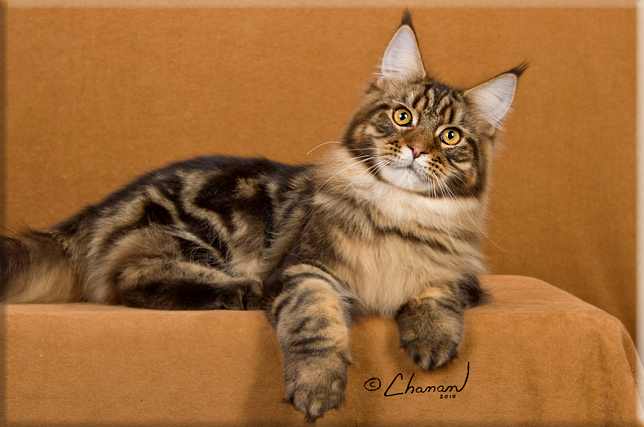 Stormytown Maine Coons Maine Coon Picture