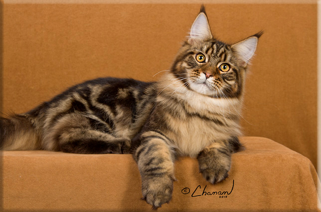 Maine Coon Picture