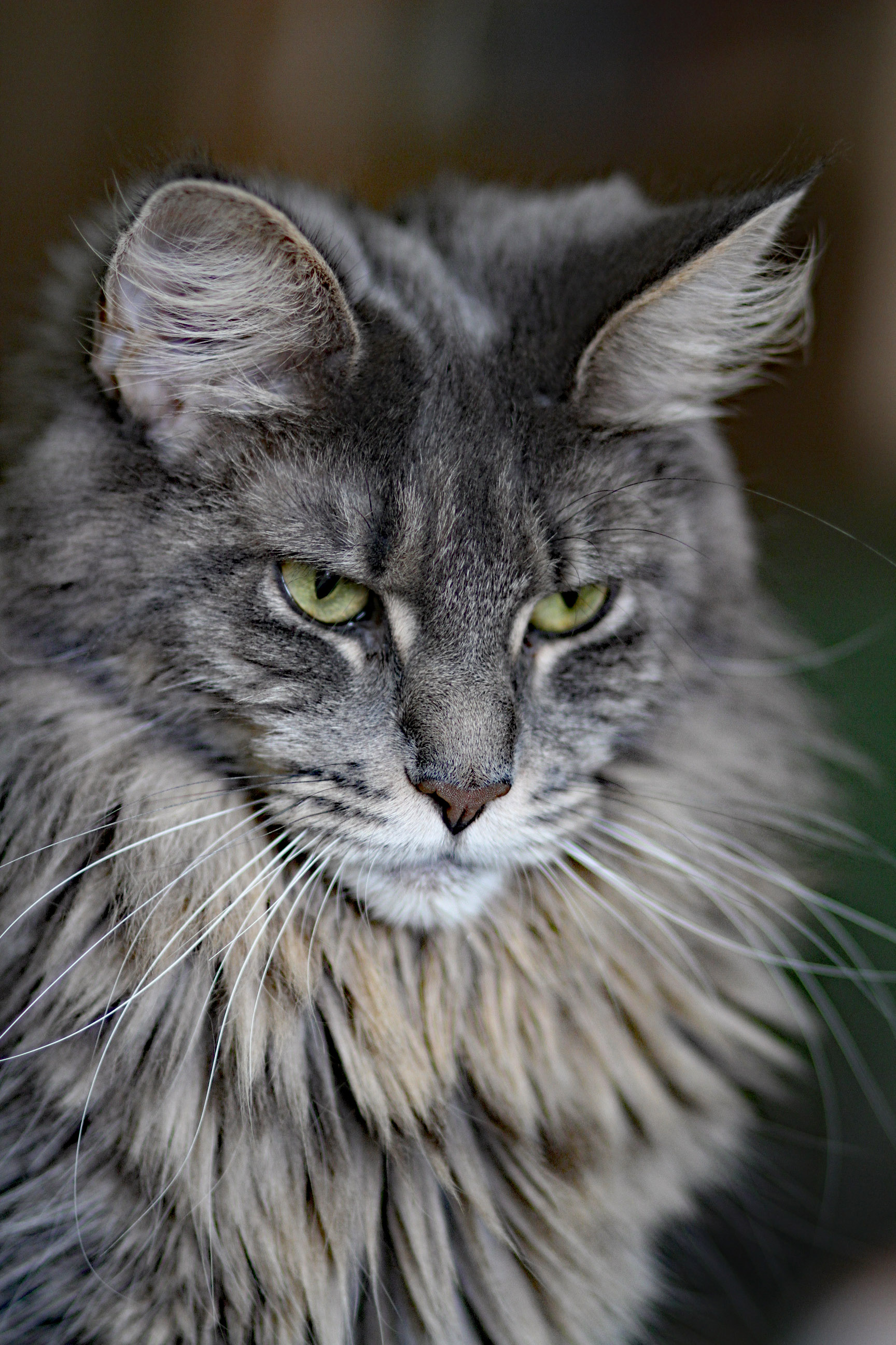 Whispurridge Cattery Maine Coon Picture