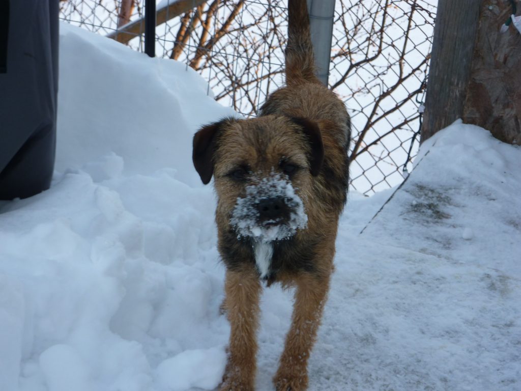 Border Terrier Picture