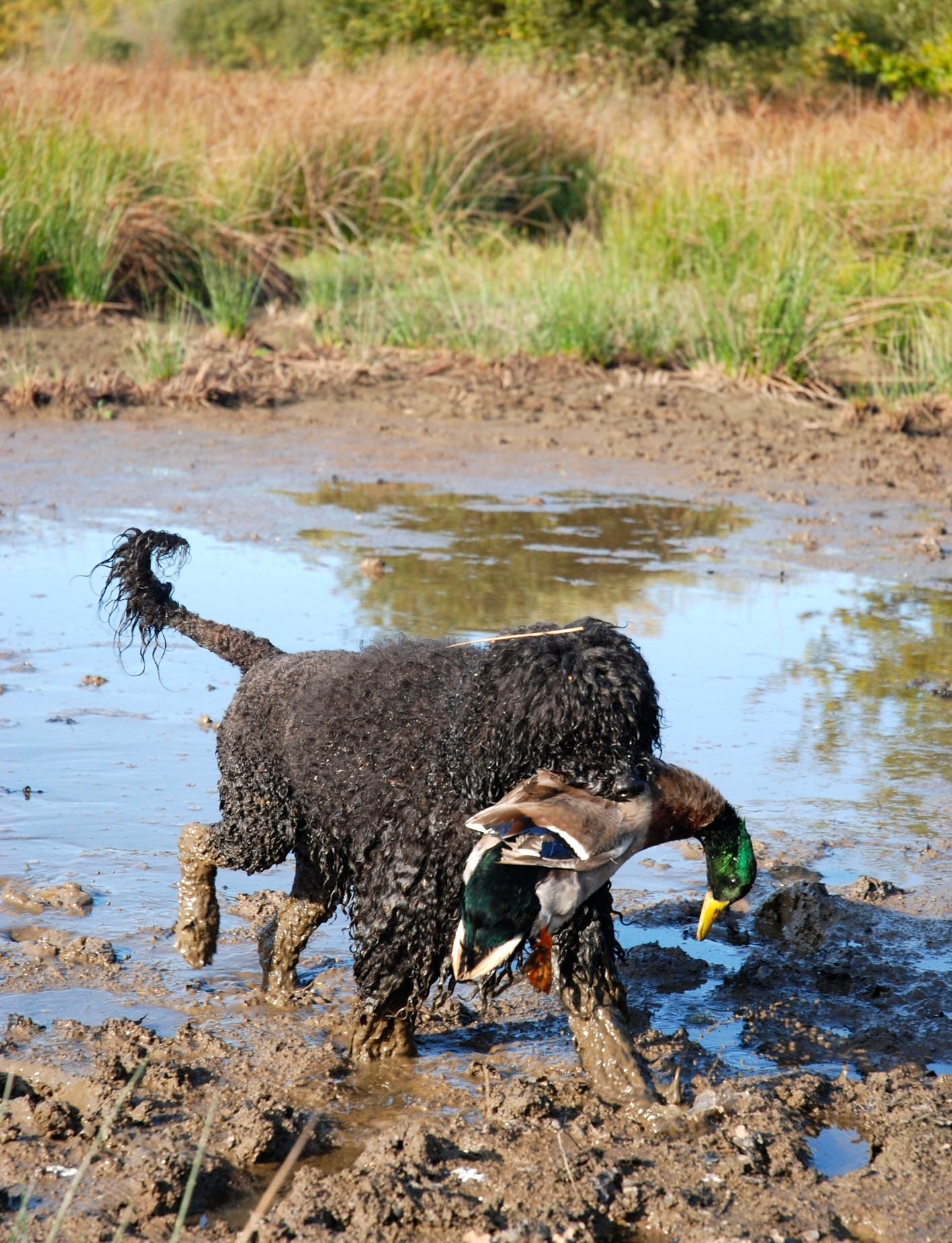 Portuguese Water Dog Picture