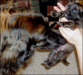 Leonberger Picture