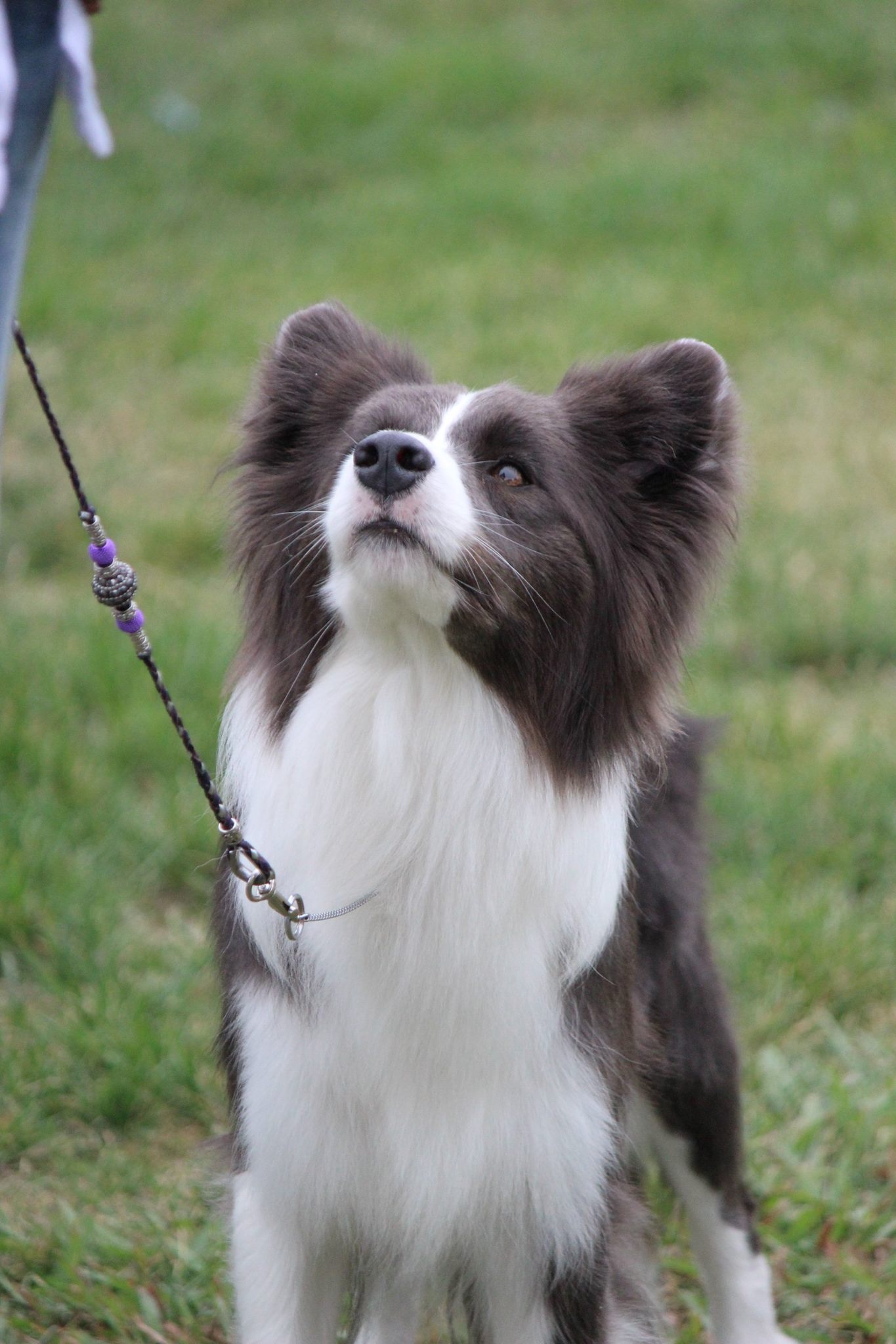 Border Collie Picture