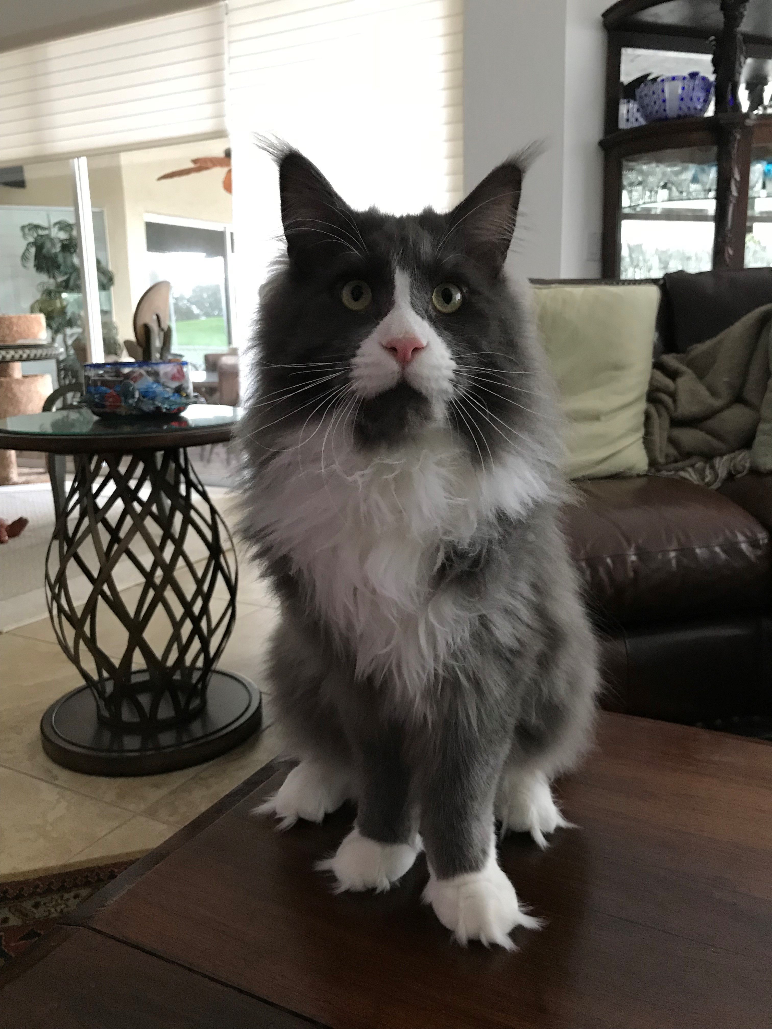 Mountain Fork Maine Coon Picture