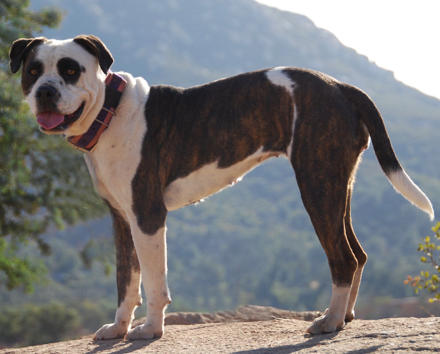 Alapaha Connection Kennels Alapaha Blue Blood Bulldog Picture