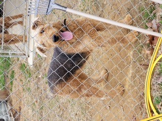 Von Herzenburg Airedale Terrier Picture