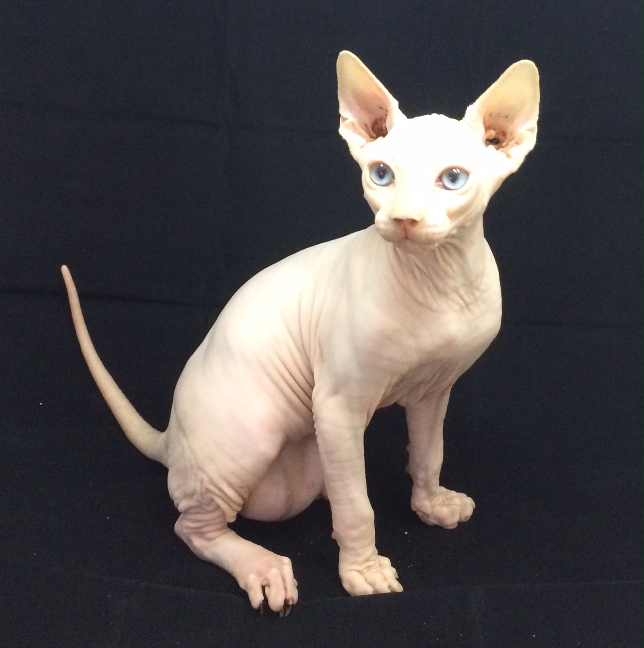 Sphynx Picture