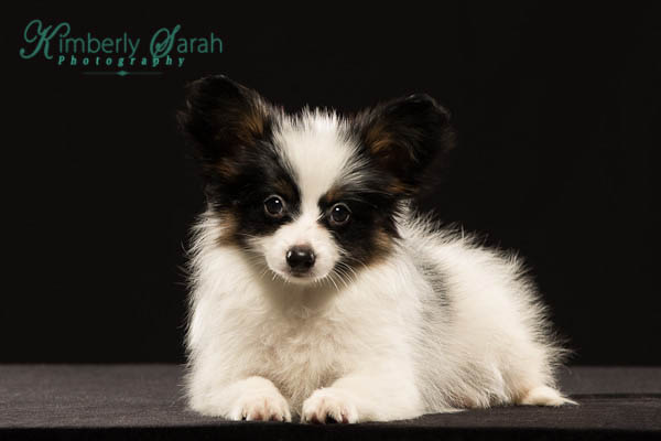 A Breed Apart Papillon Picture