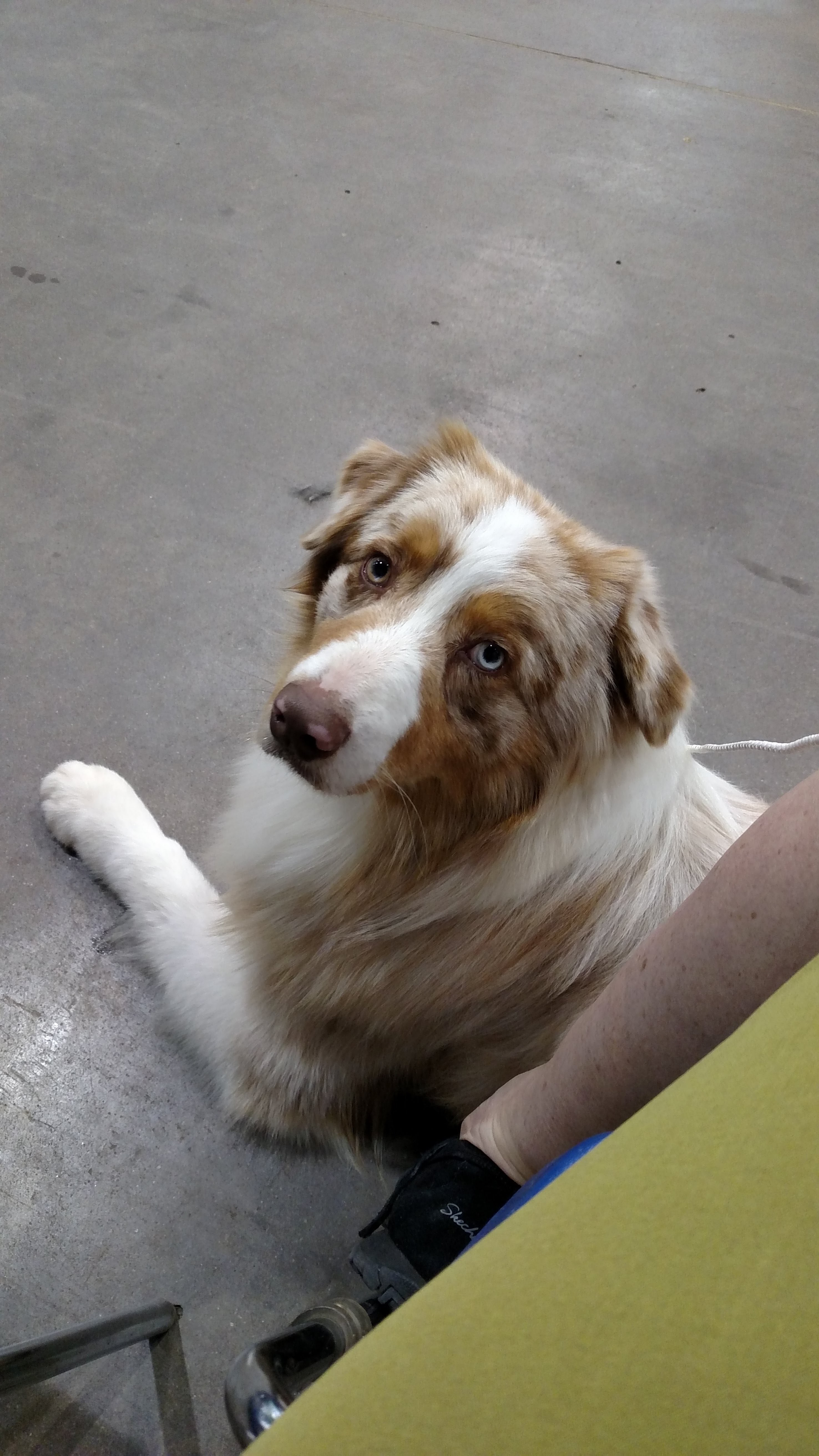 Sky Creek Aussies Australian Shepherd Picture