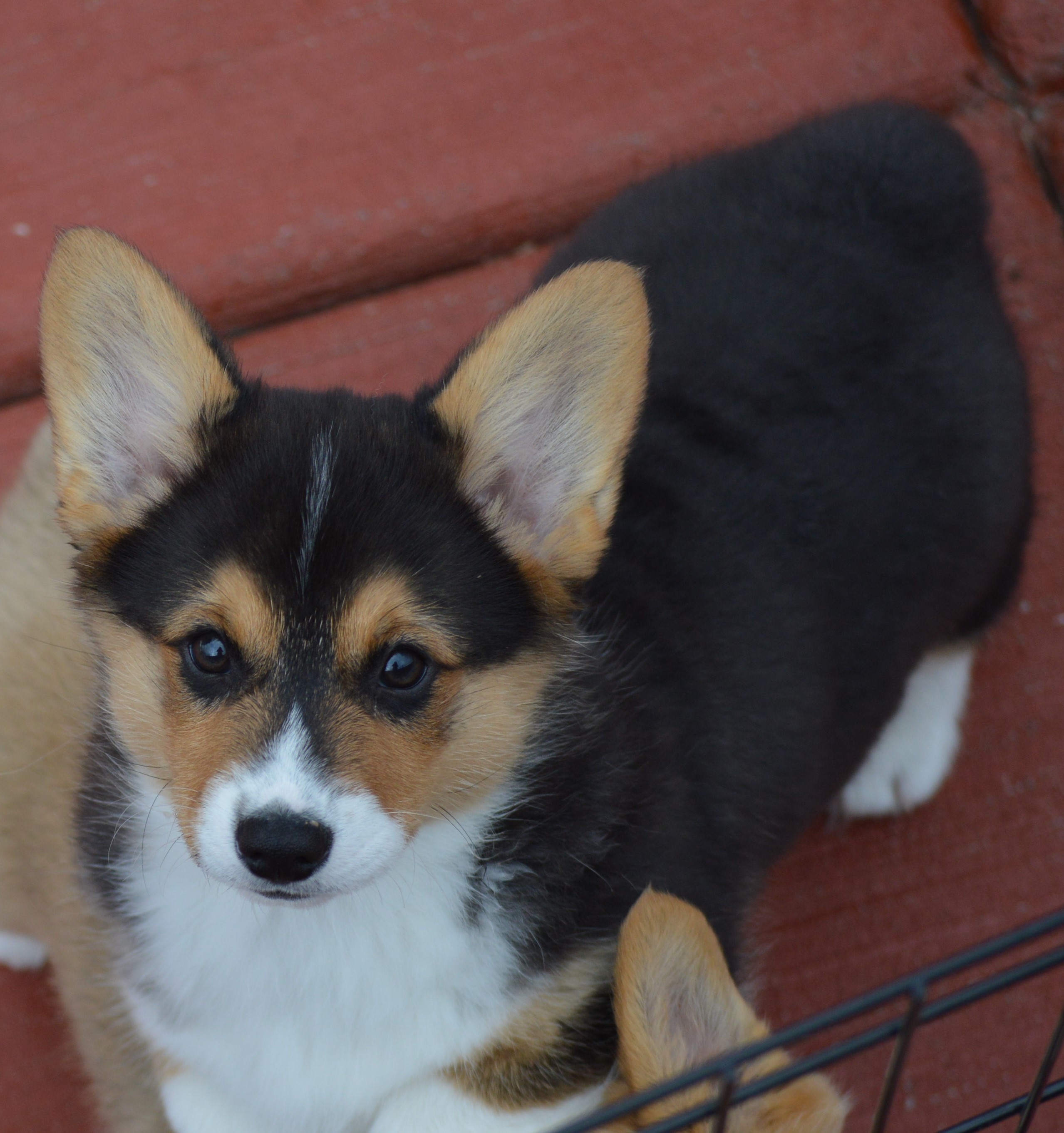 Smiling J Ranch Pembroke Welsh Corgi Picture