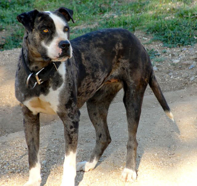 Alapaha Blue Blood Bulldog Picture