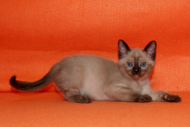 Prairieridge Tonkinese and Abyssinians Abyssinian Picture