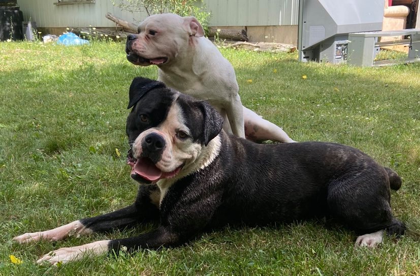 Rosebull Kennel American Bulldogs American Bulldog Picture