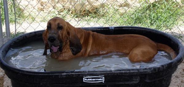 Bloodhound Picture