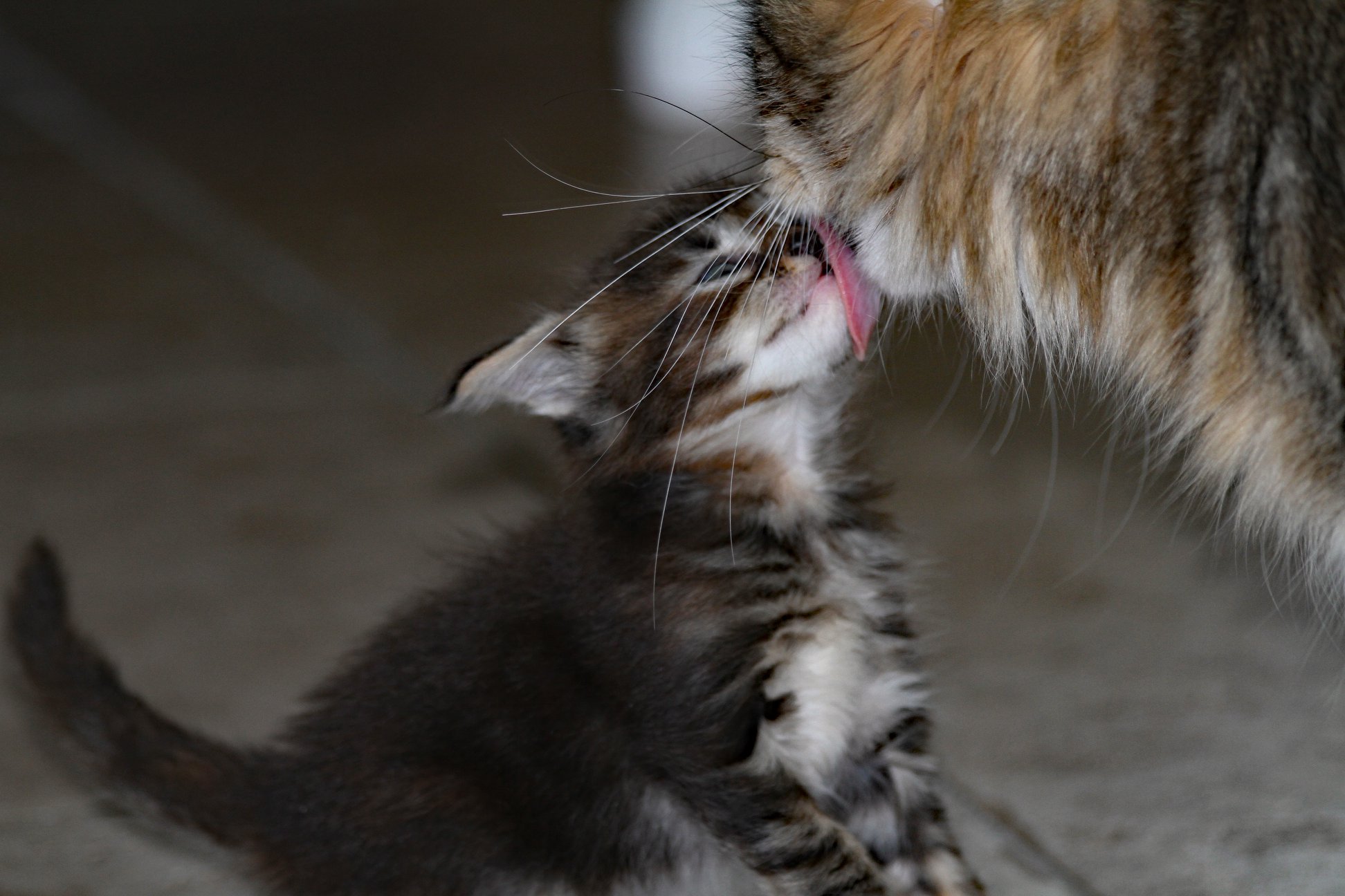 Whispurridge Cattery Maine Coon Picture