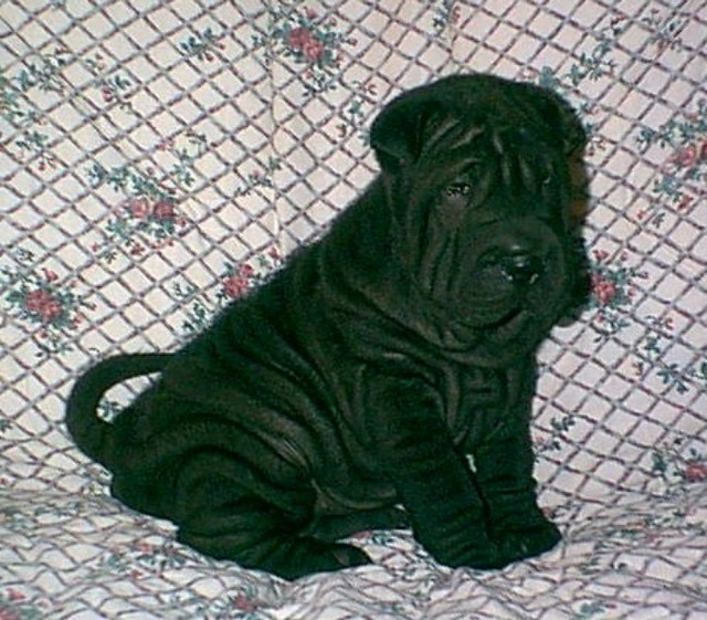 Chinese Shar-Pei Picture