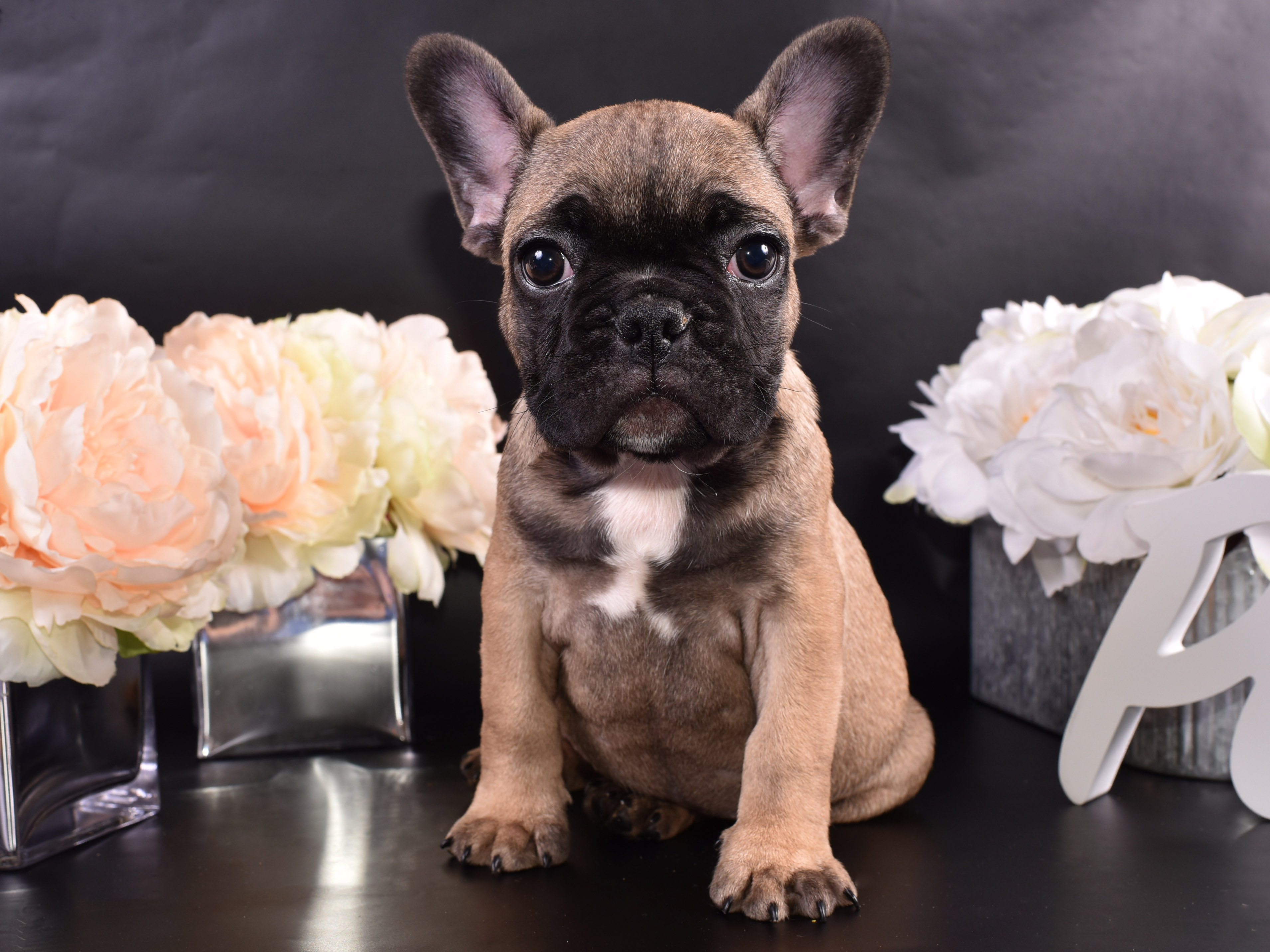 French Passion French Bulldog Picture