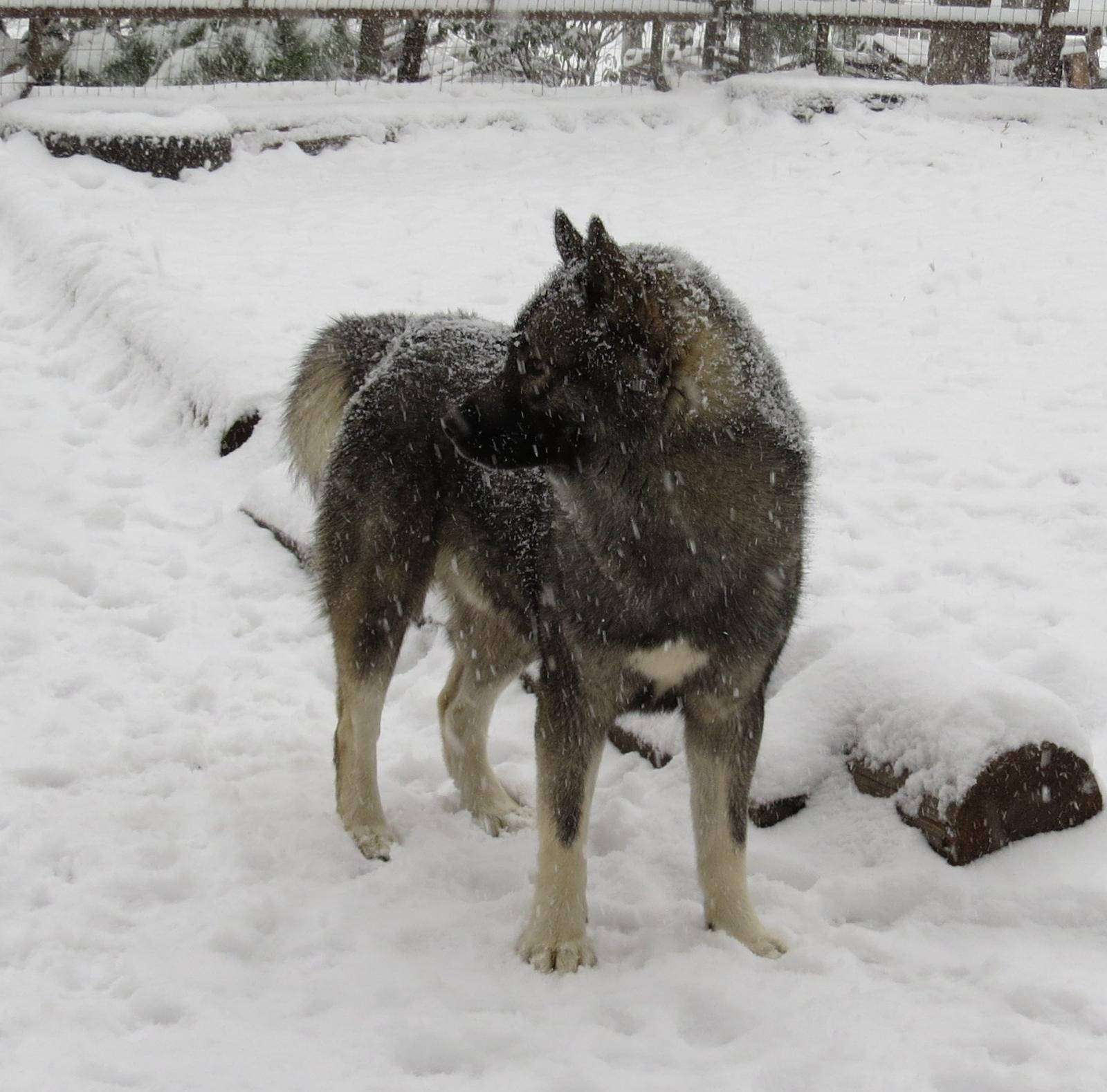 Siberian Husky Picture