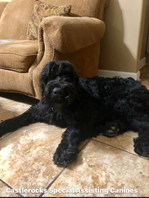 Black Russian Terrier Picture