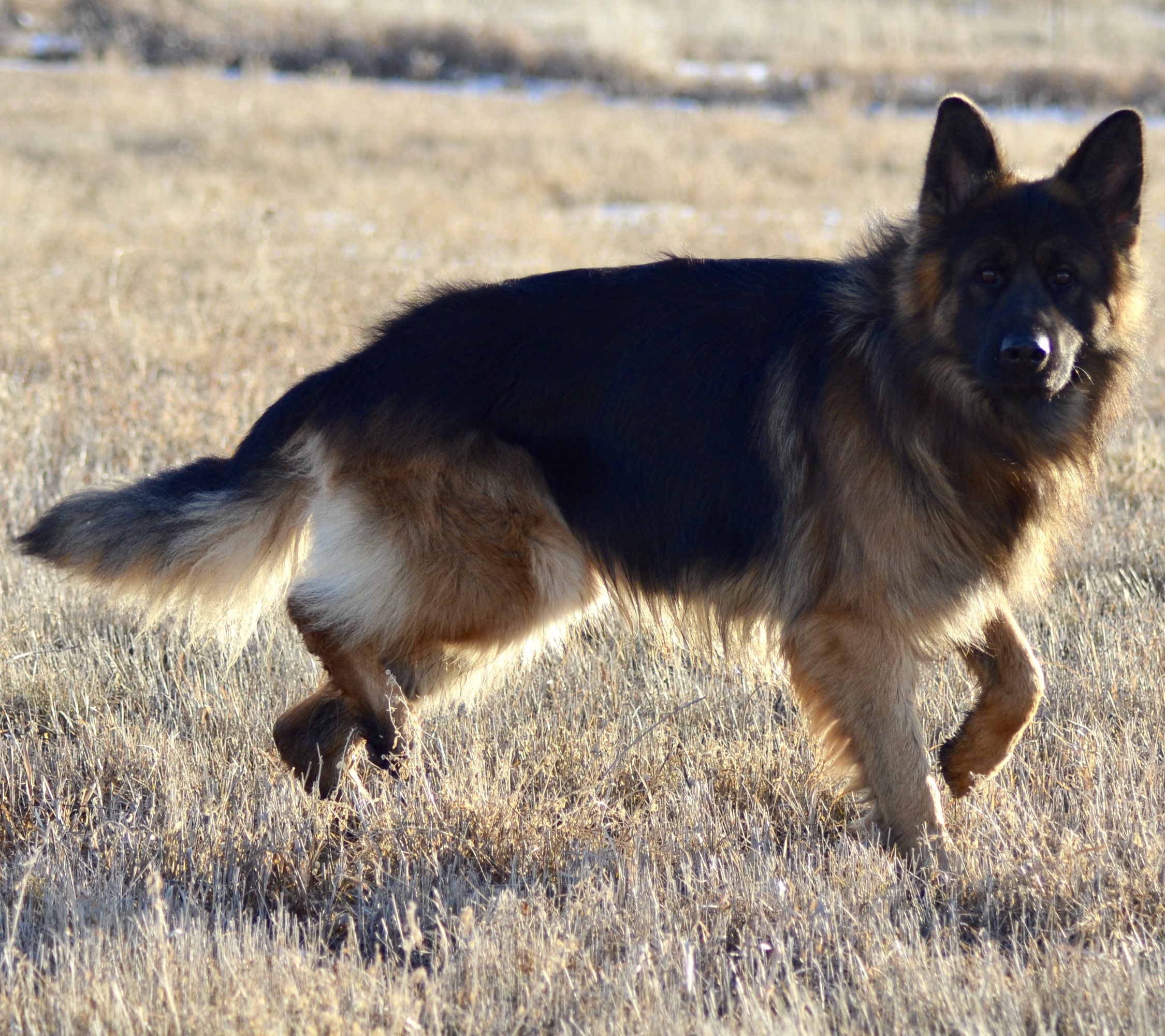 German Shepherd Picture