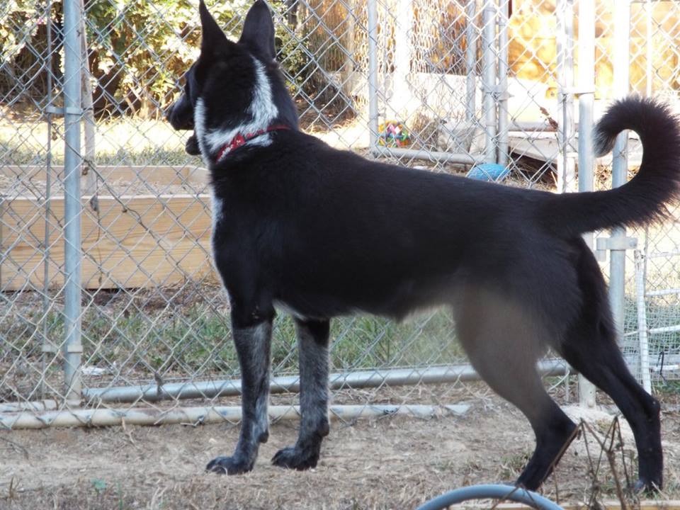 BRADFORD\'S K-9 CORRAL German Shepherd Picture