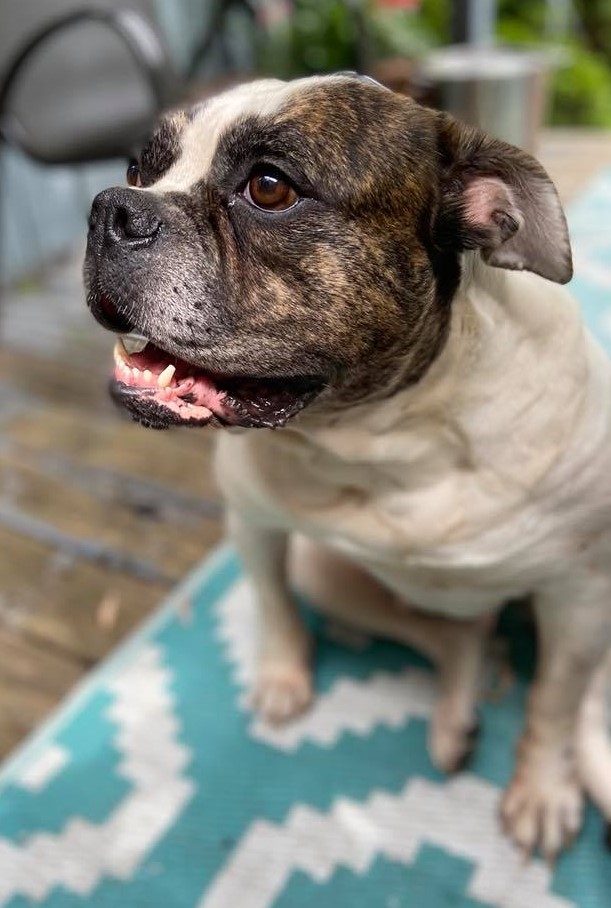 Rosebull Kennel American Bulldogs American Bulldog Picture