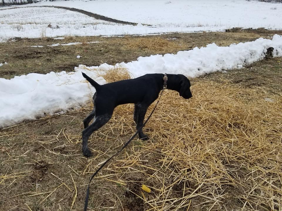 German Shorthaired Pointer Picture