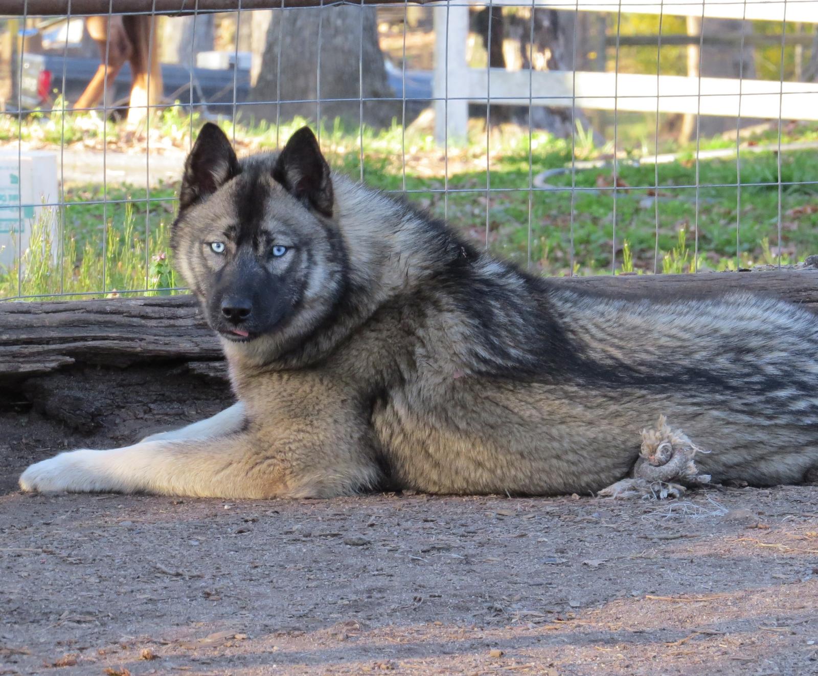Siberian Husky Picture