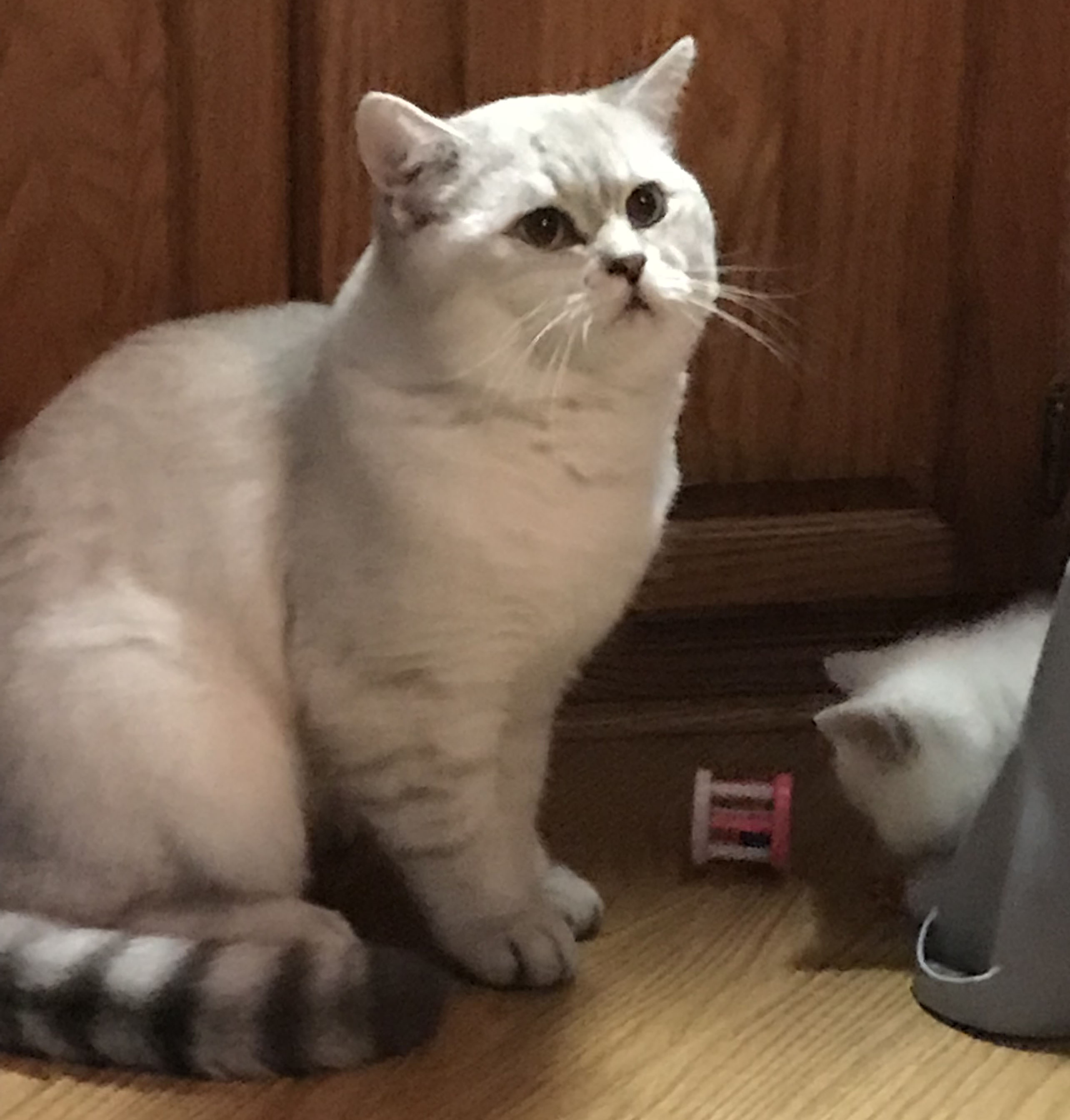 Sasszkats British Shorthair Picture