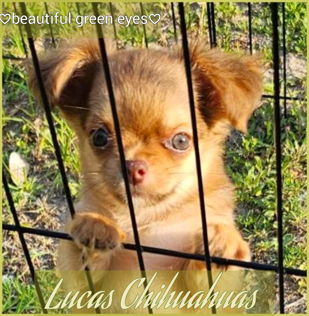 Lucas Chihuahuas Chihuahua Picture