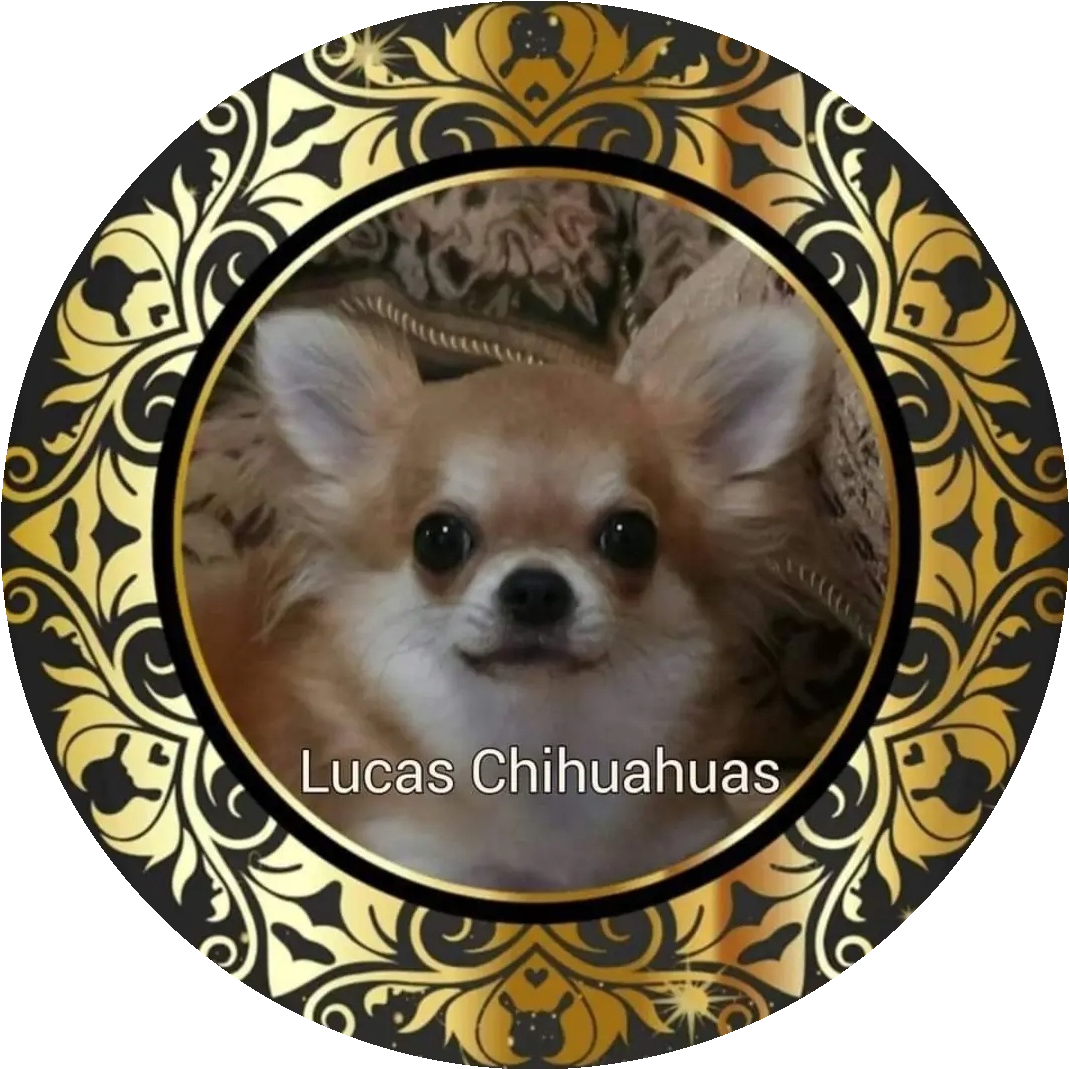 Chihuahua Picture