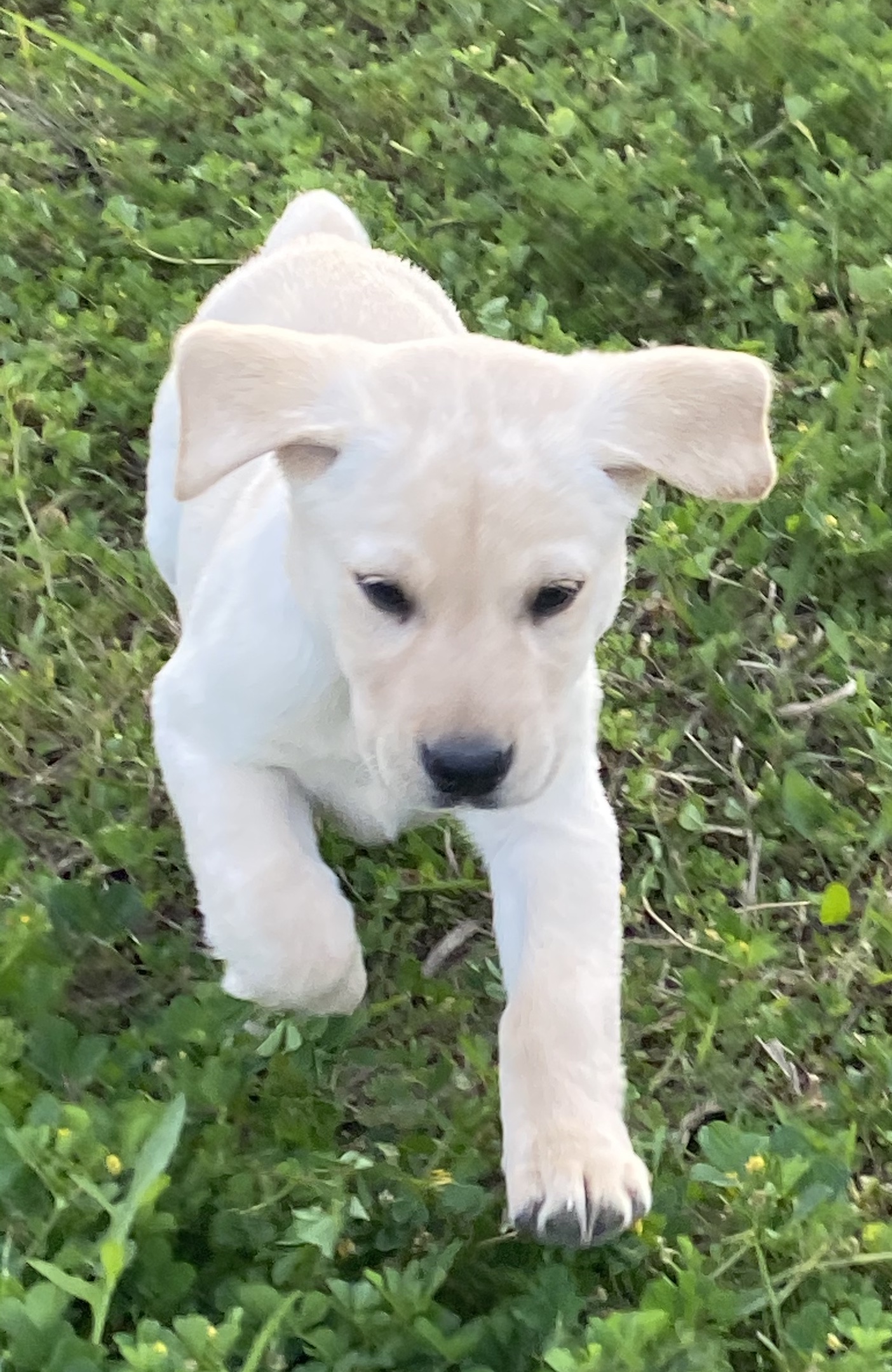 Martin Labradors of Houston Labrador Retriever Picture