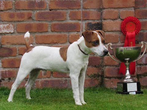 British Grit Jack Russell Terriers Jack Russell Terrier Picture