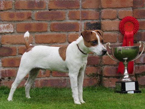 Jack Russell Terrier Picture