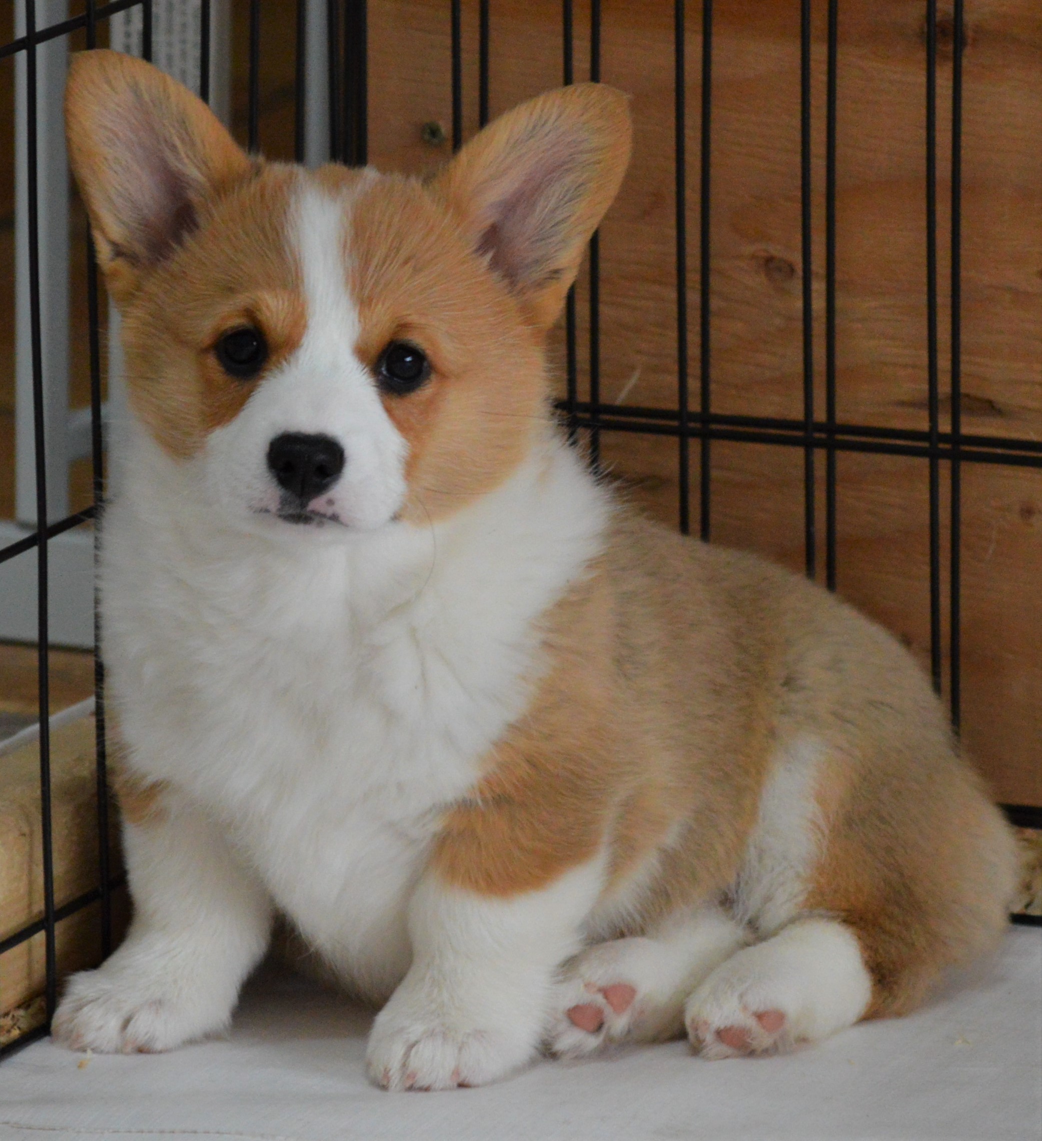 Smiling J Ranch Pembroke Welsh Corgi Picture