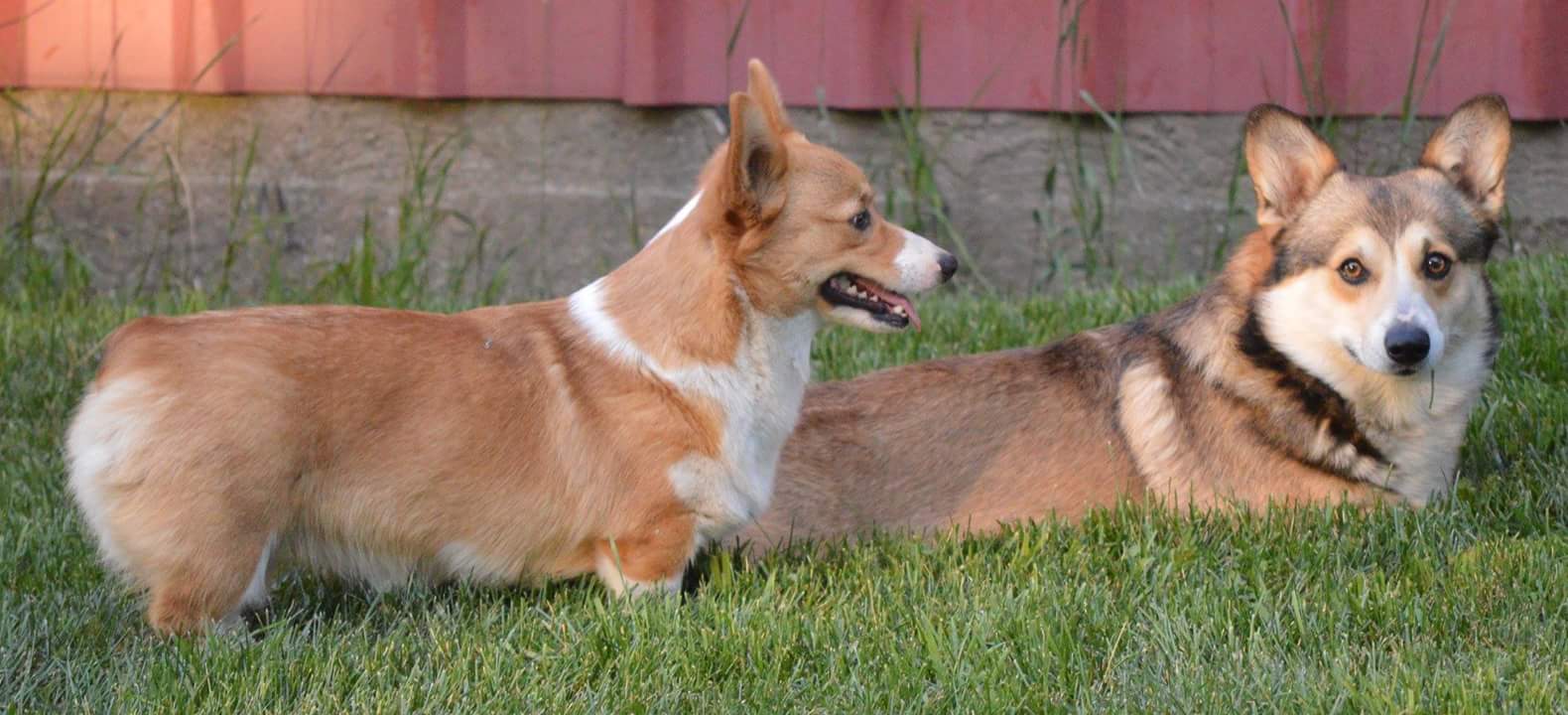 Smiling J Ranch Pembroke Welsh Corgi Picture