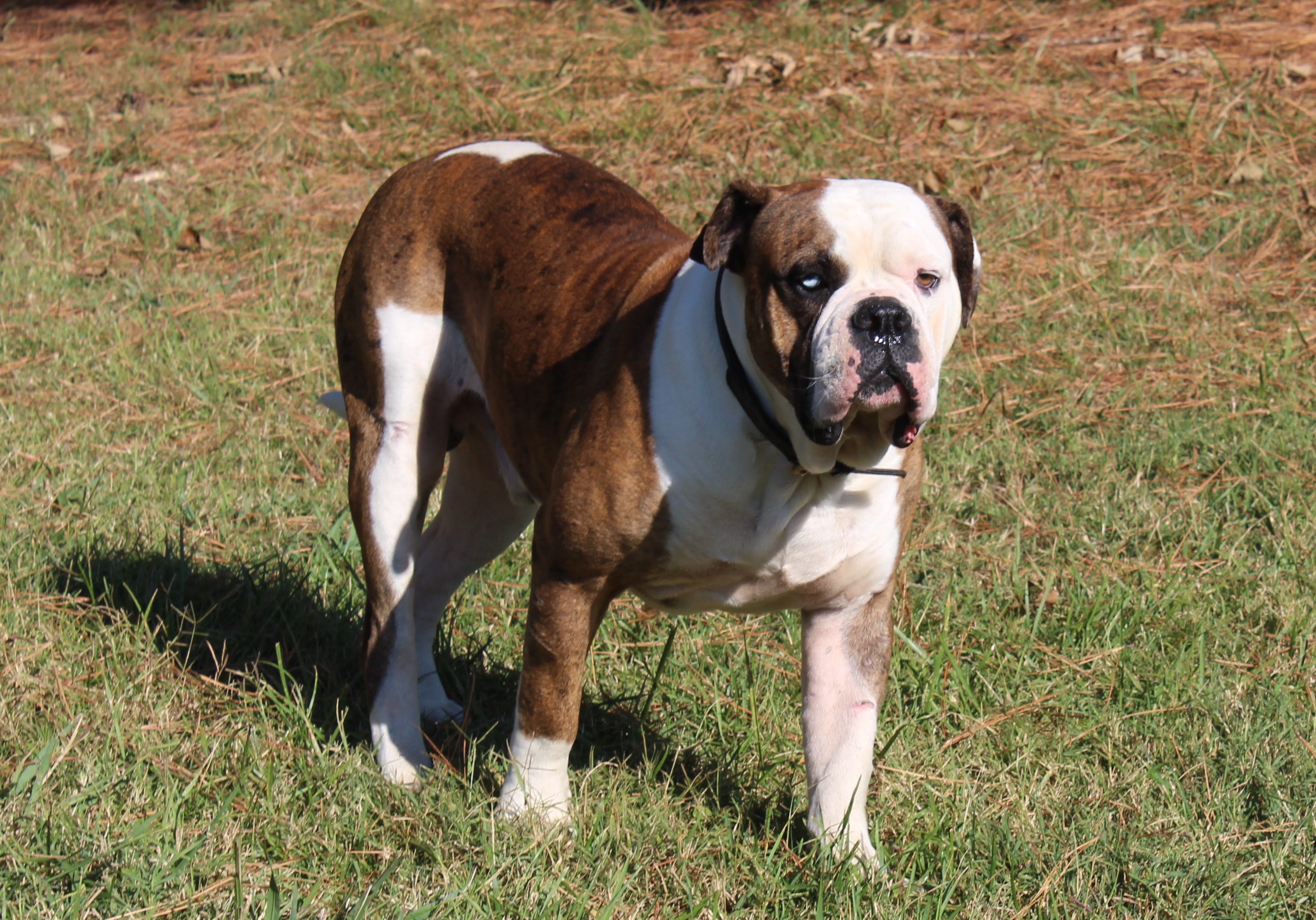 Alapaha Blue Blood Bulldog Picture