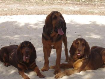 Bloodhound Picture