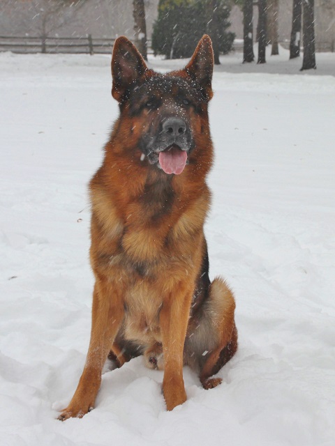 Alpha German Shepherds German Shepherd Picture