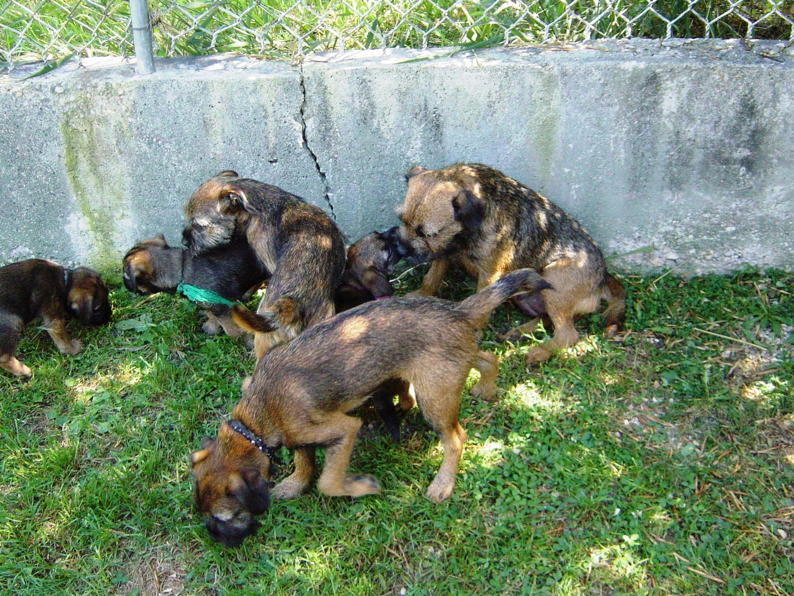 Border Terrier Picture