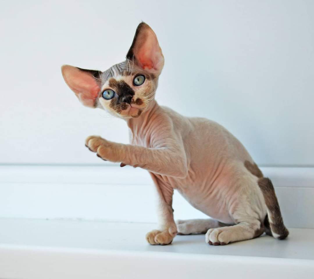 Atreyukatz Cattery, LLC Devon Rex Picture