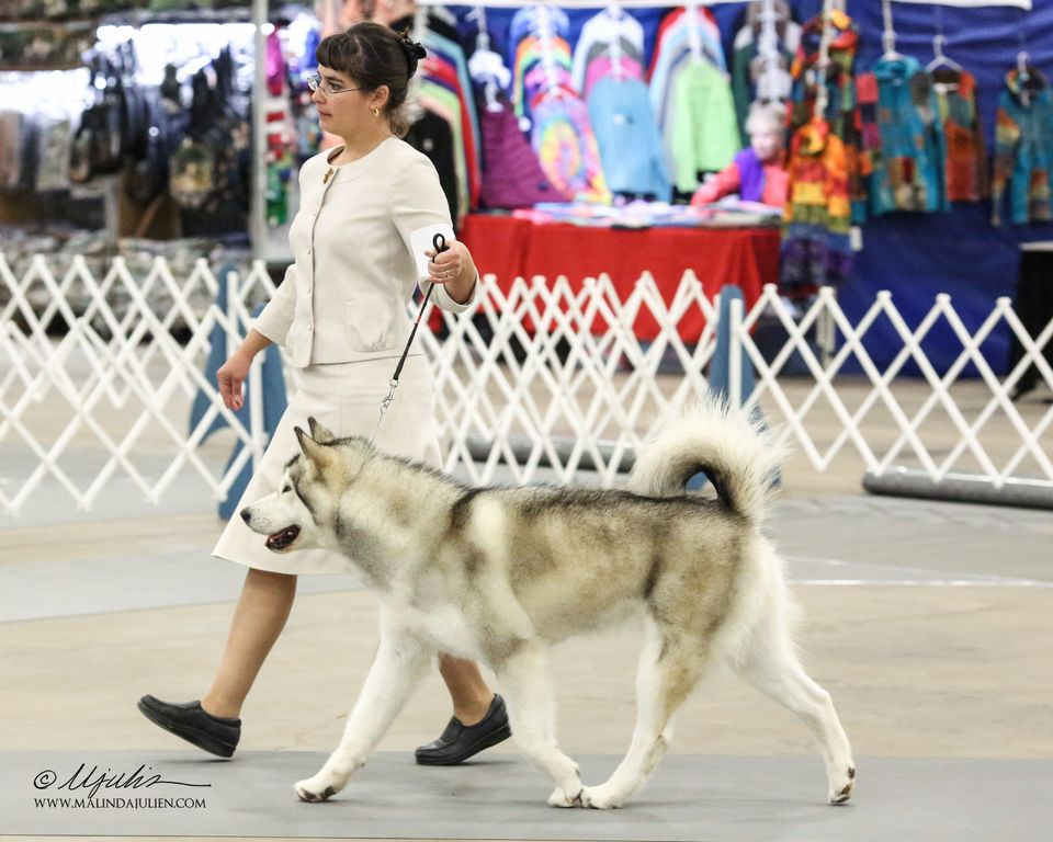 Alaskan Malamute Picture