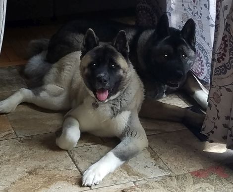 Akita Picture