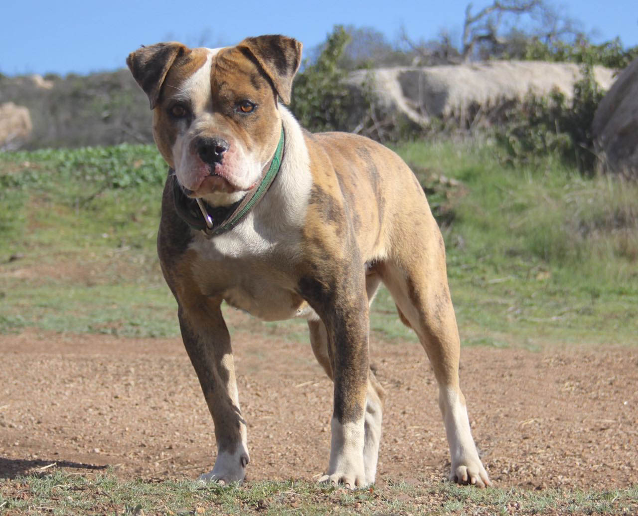 Alapaha Blue Blood Bulldog Picture