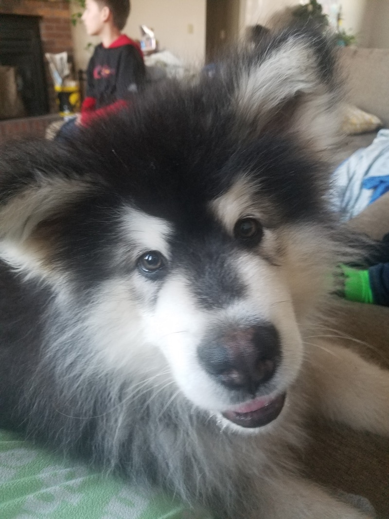 Alaskan Malamute Picture