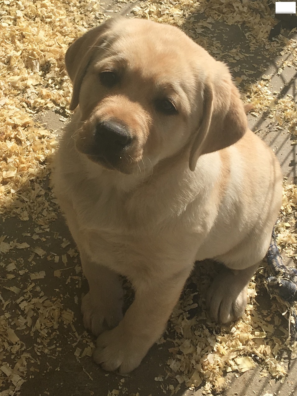 Labrador Retriever Picture