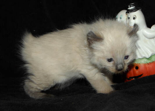 Breeder Uploaded Picture