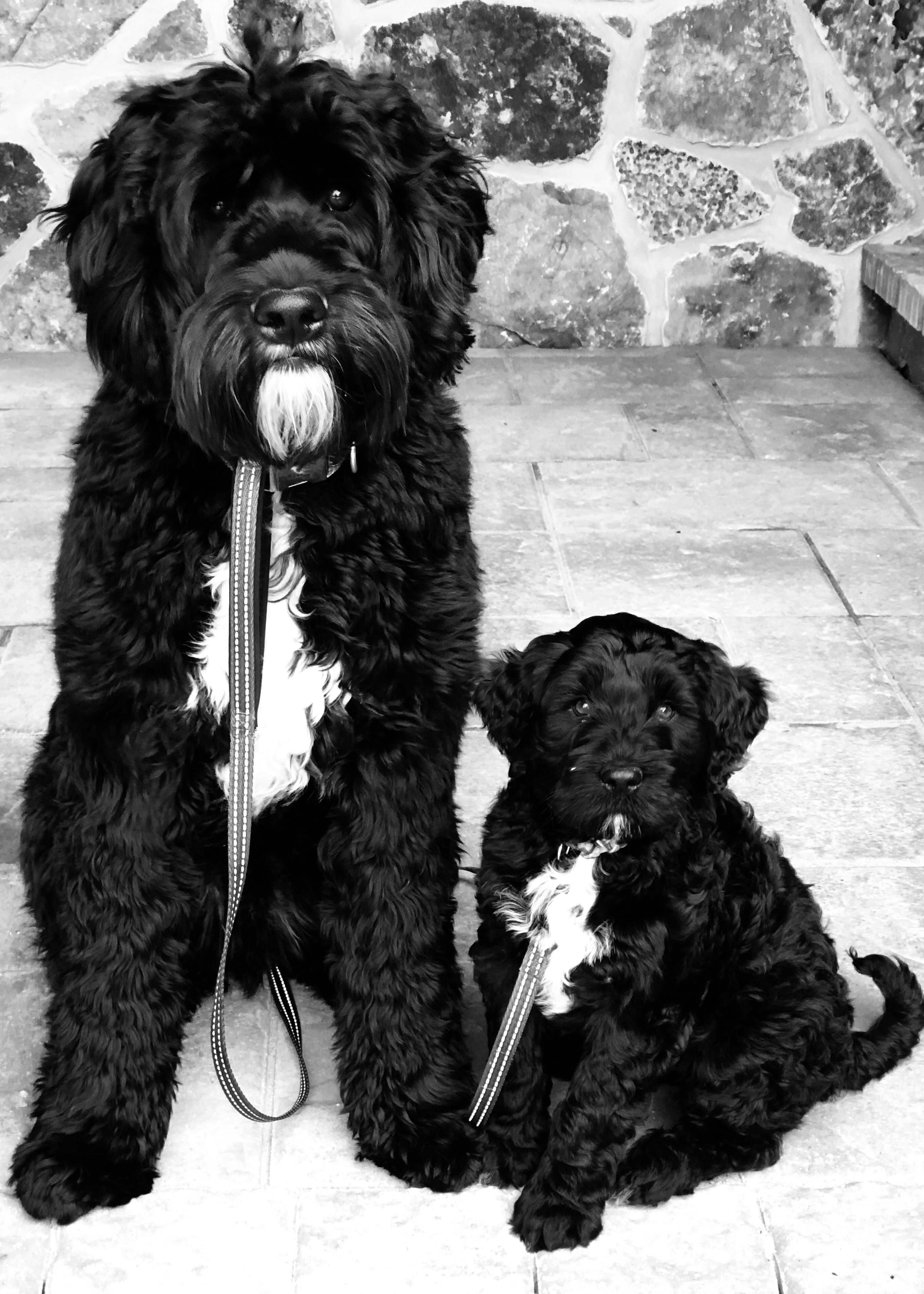 Sea Dog Kennels Portuguese Water Dog Picture