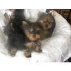 Yorkshire Terrier Picture