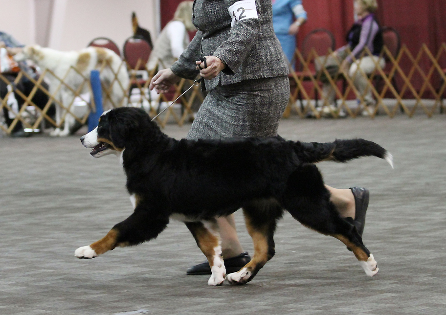 Devon\'s Berners Bernese Mountain Dog Picture